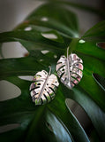 Boucle d'oreilles monstera