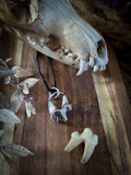 Pendentif molaire de renard